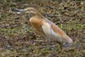 Squacco Heron.jpg